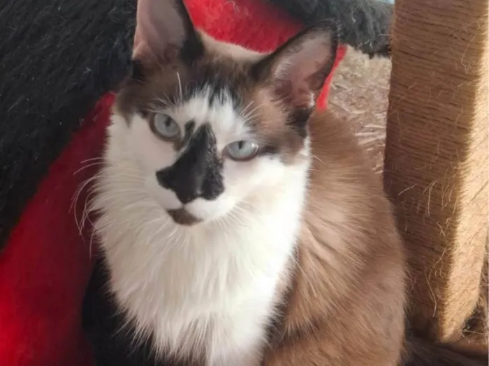 Gato ra a Siamês idade 1 ano nome Princesa