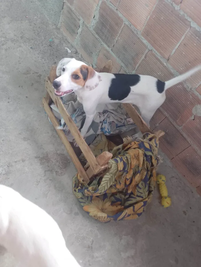 Cachorro ra a SRD-ViraLata idade 7 a 11 meses nome Mel