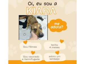 Cachorro raça SRD-ViraLata idade 2 a 6 meses nome Kiara