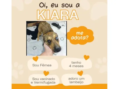 Cachorro raça SRD-ViraLata idade 2 a 6 meses nome Kiara