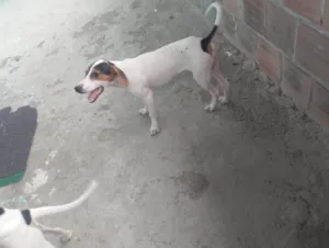 Cachorro raça SRD-ViraLata idade 7 a 11 meses nome Bradock 