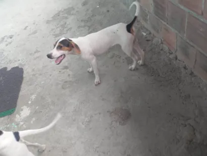 Cachorro raça SRD-ViraLata idade 7 a 11 meses nome Bradock 