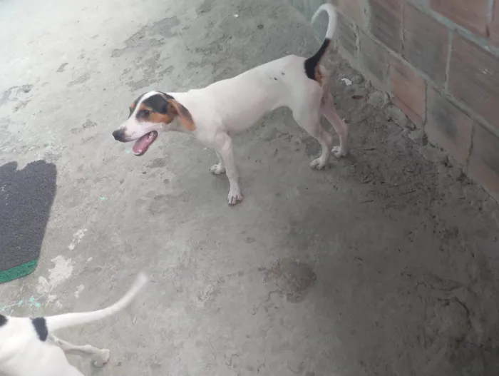 Cachorro ra a SRD-ViraLata idade 7 a 11 meses nome Bradock 