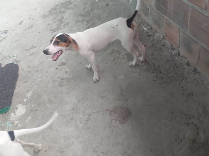 Cachorro ra a SRD-ViraLata idade 7 a 11 meses nome Bradock 