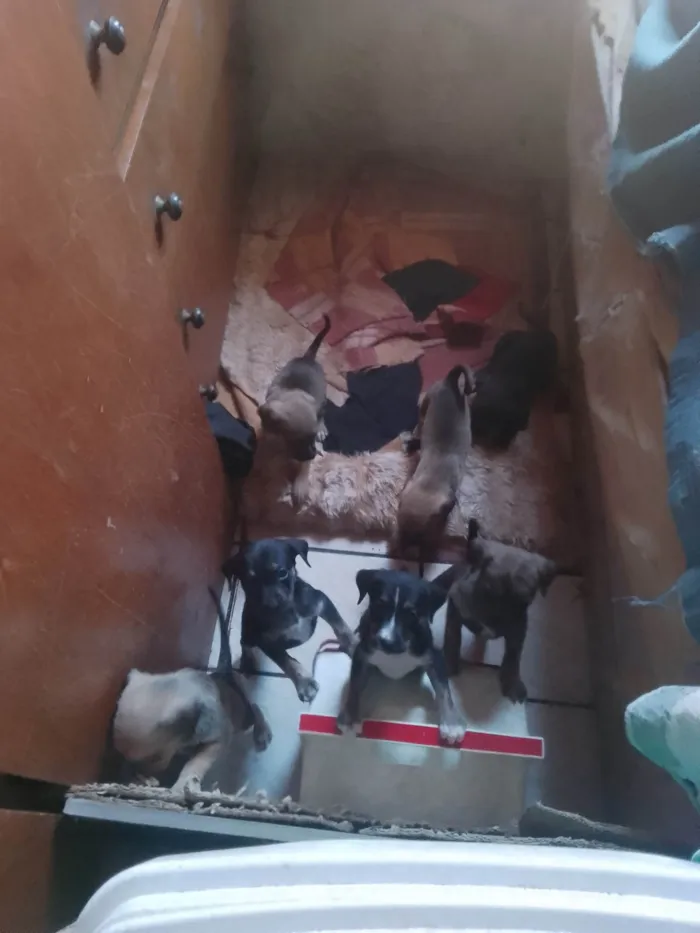 Cachorro ra a SRD-ViraLata idade 2 a 6 meses nome Não tem nomes