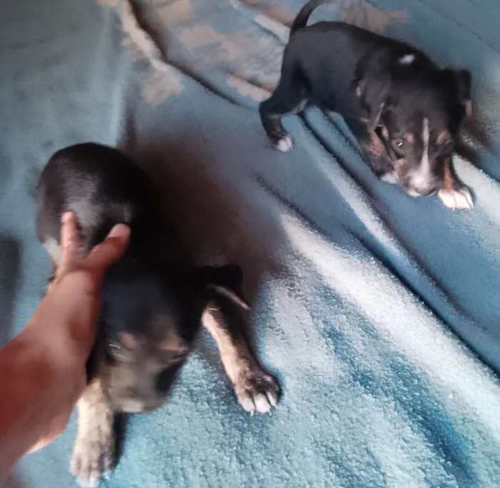 Cachorro ra a SRD-ViraLata idade 2 a 6 meses nome Não tem nomes