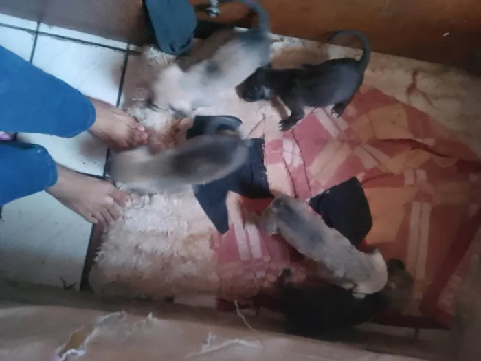 Cachorro ra a SRD-ViraLata idade 2 a 6 meses nome Não tem nomes