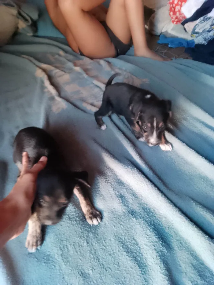 Cachorro ra a SRD-ViraLata idade 2 a 6 meses nome Não tem nomes