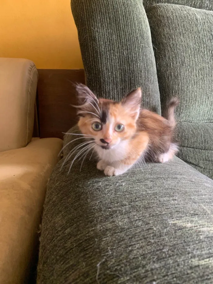 Gato ra a SRD-ViraLata idade Abaixo de 2 meses nome Manuela