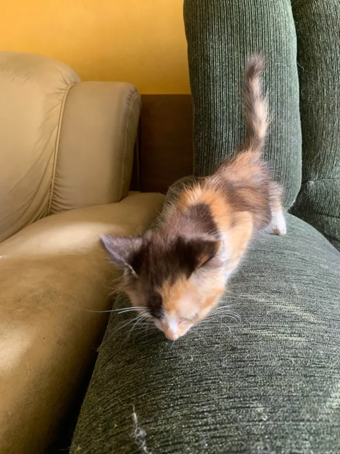 Gato ra a SRD-ViraLata idade Abaixo de 2 meses nome Manuela