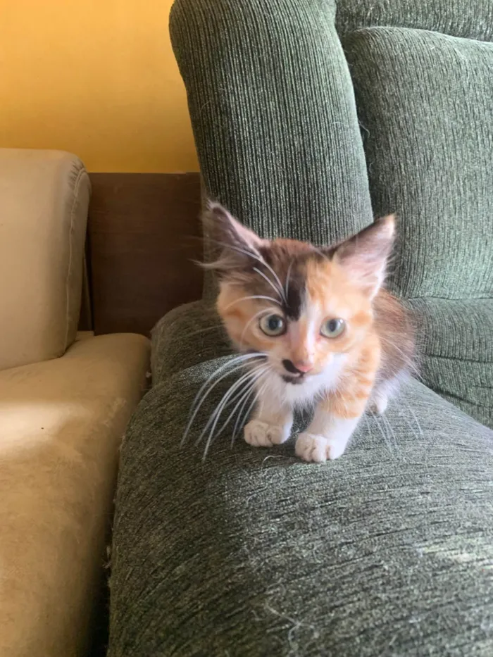 Gato ra a SRD-ViraLata idade Abaixo de 2 meses nome Manuela