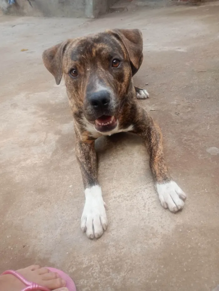 Cachorro ra a SRD-ViraLata idade 7 a 11 meses nome Max