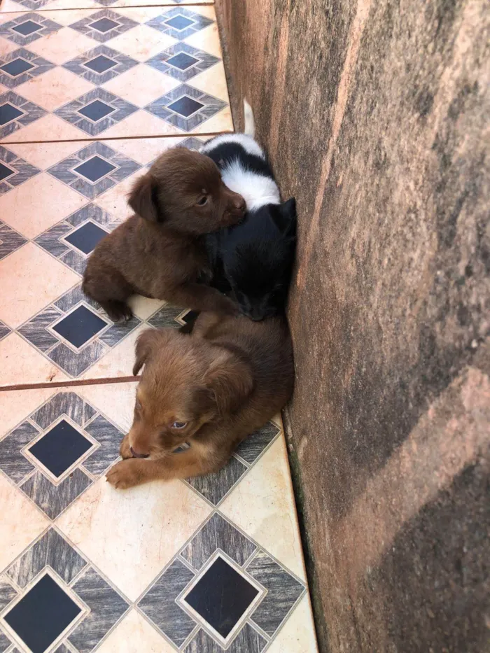 Cachorro ra a SRD-ViraLata idade 2 a 6 meses nome não tem nome