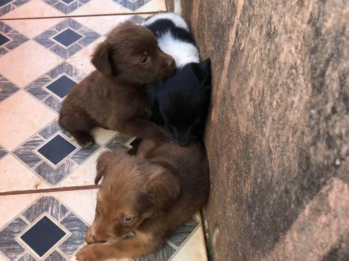 Cachorro ra a SRD-ViraLata idade 2 a 6 meses nome não tem nome