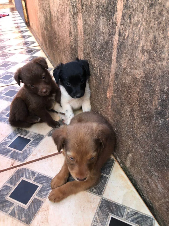 Cachorro ra a SRD-ViraLata idade 2 a 6 meses nome não tem nome