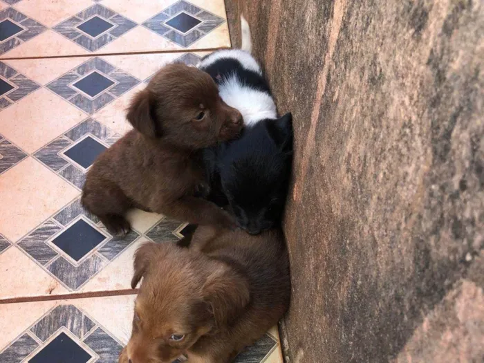 Cachorro ra a SRD-ViraLata idade 2 a 6 meses nome não tem nome