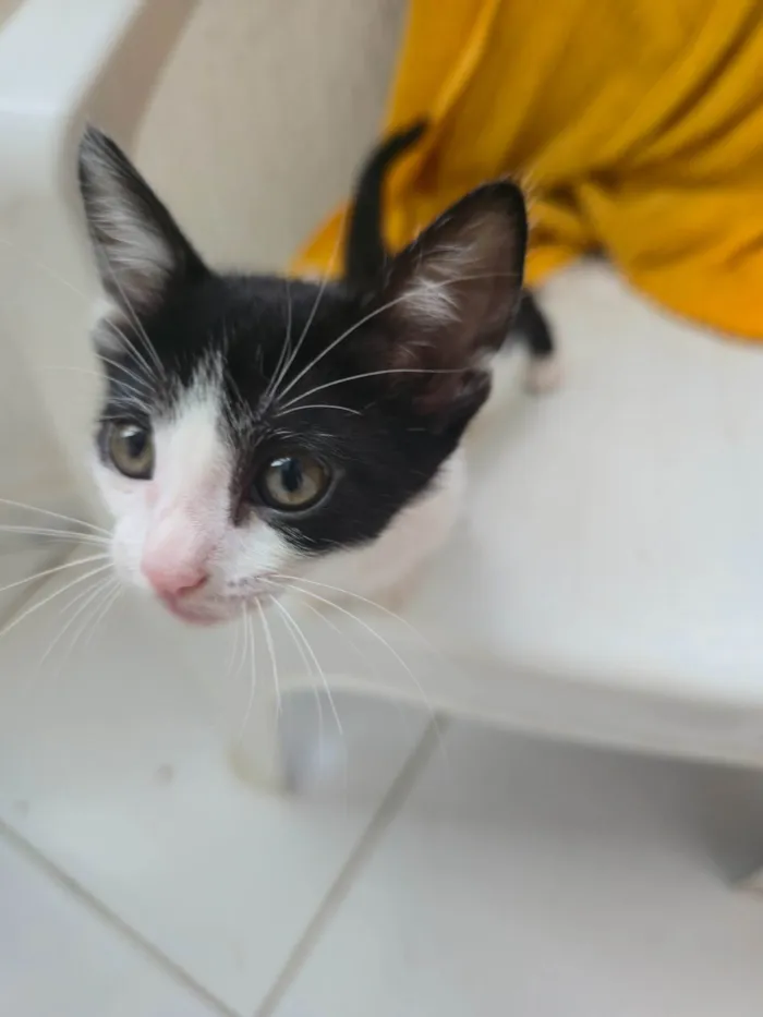 Gato ra a SRD-ViraLata idade Abaixo de 2 meses nome Ainda não dei nome