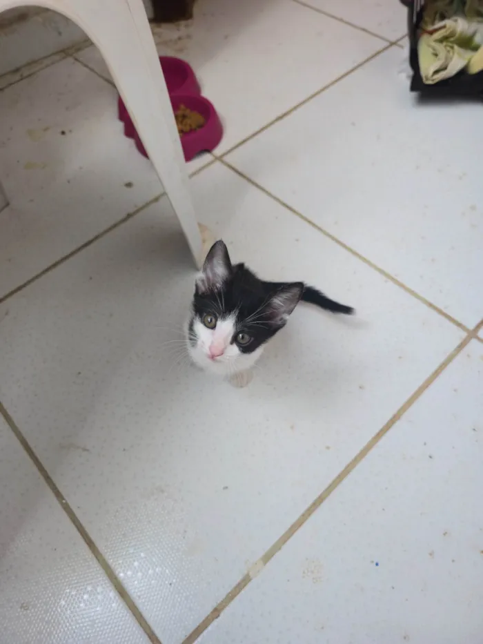 Gato ra a SRD-ViraLata idade Abaixo de 2 meses nome Ainda não dei nome