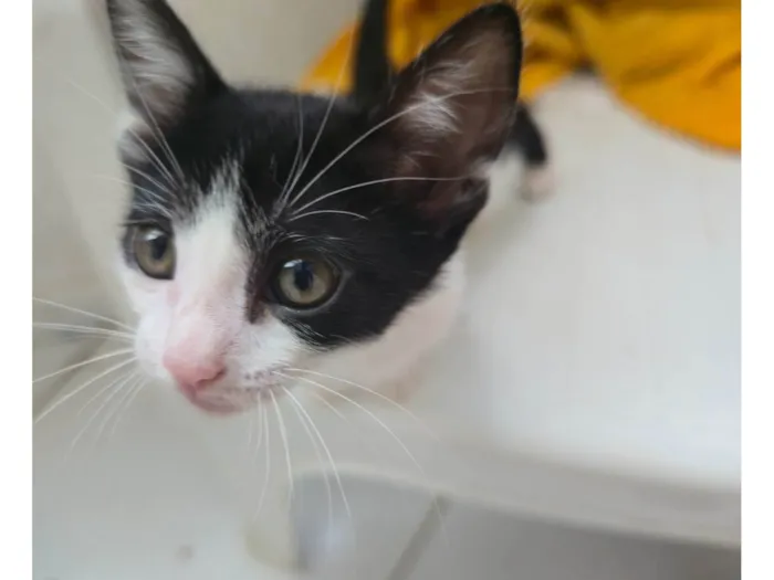 Gato ra a SRD-ViraLata idade Abaixo de 2 meses nome Ainda não dei nome