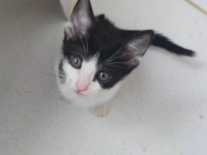 Gato ra a SRD-ViraLata idade Abaixo de 2 meses nome Ainda não dei nome