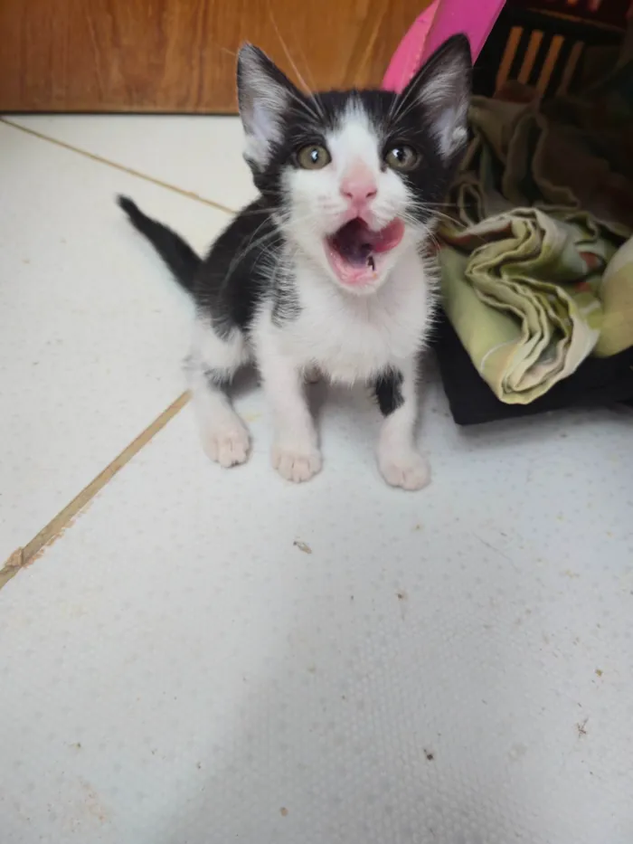 Gato ra a SRD-ViraLata idade Abaixo de 2 meses nome Ainda não dei nome