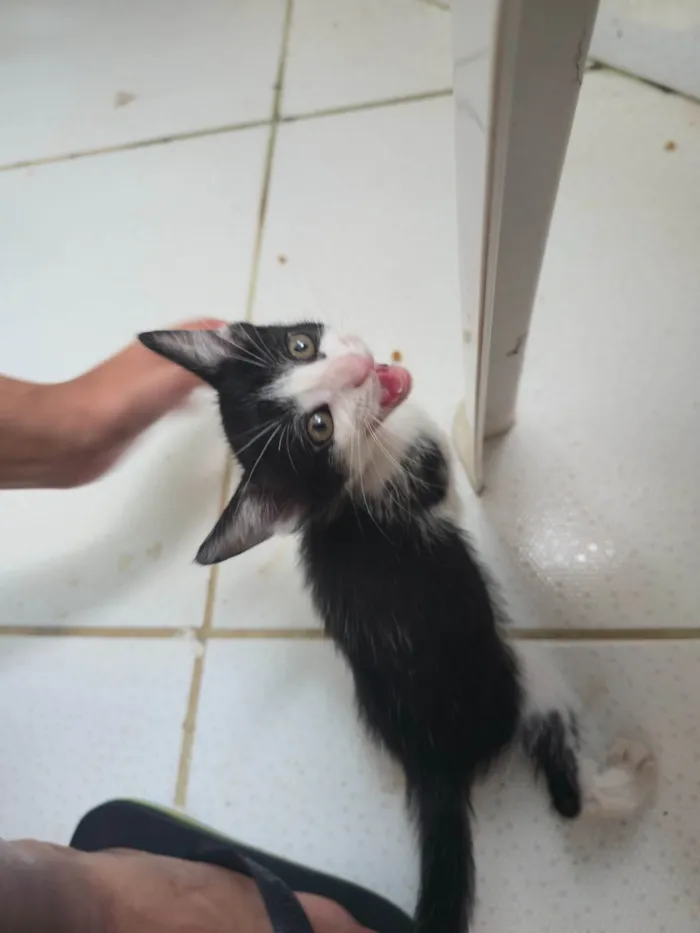 Gato ra a SRD-ViraLata idade Abaixo de 2 meses nome Ainda não dei nome