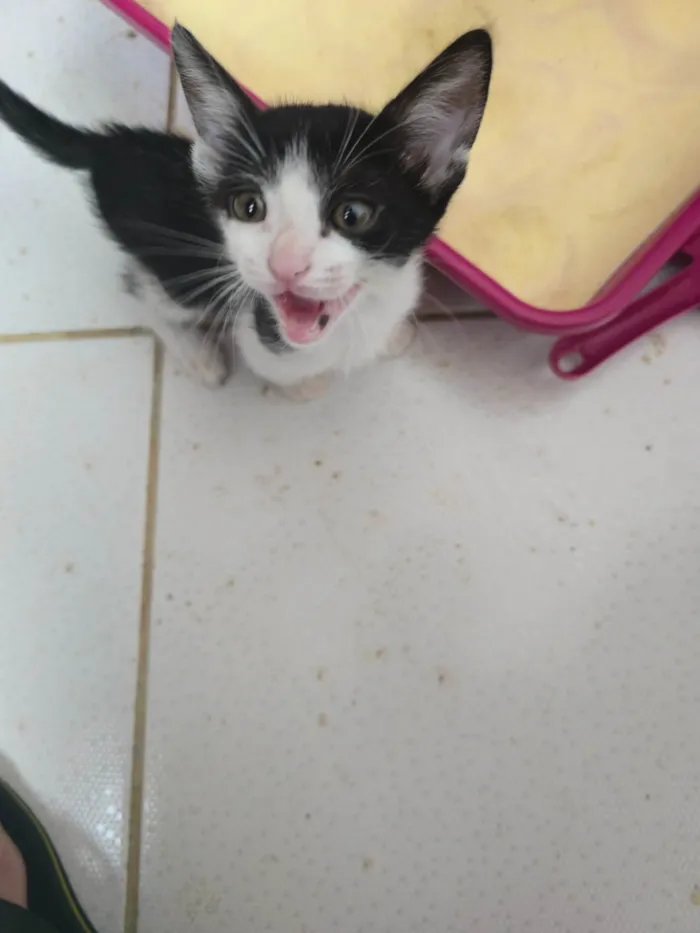 Gato ra a SRD-ViraLata idade Abaixo de 2 meses nome Ainda não dei nome