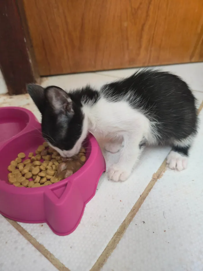 Gato ra a SRD-ViraLata idade Abaixo de 2 meses nome Ainda não dei nome