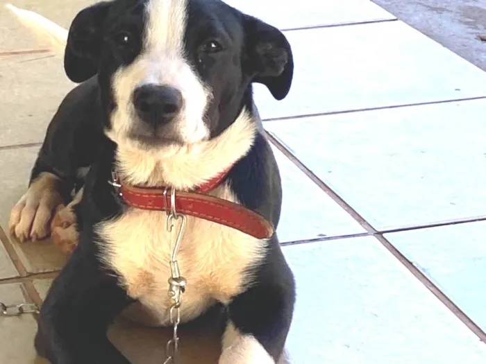 Cachorro ra a SRD-ViraLata idade 2 a 6 meses nome Fofinha