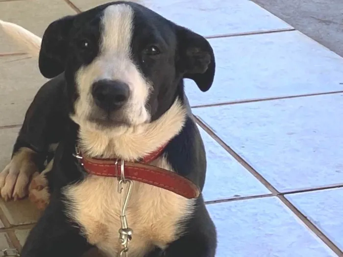 Cachorro ra a SRD-ViraLata idade 2 a 6 meses nome Fofinha
