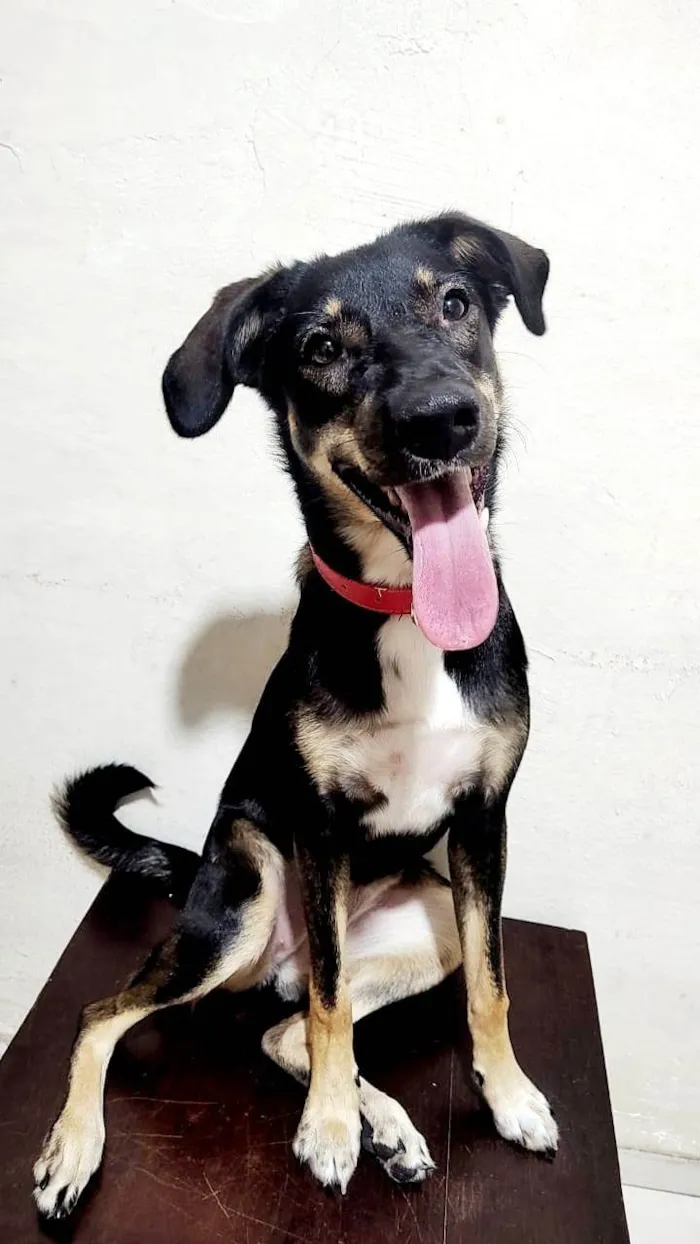 Cachorro ra a SRD-ViraLata idade 1 ano nome Lua