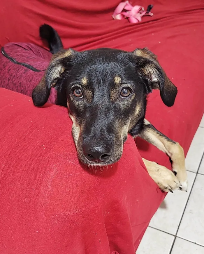 Cachorro ra a SRD-ViraLata idade 1 ano nome Lua