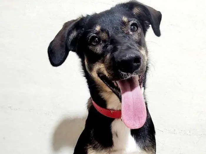 Cachorro ra a SRD-ViraLata idade 1 ano nome Lua