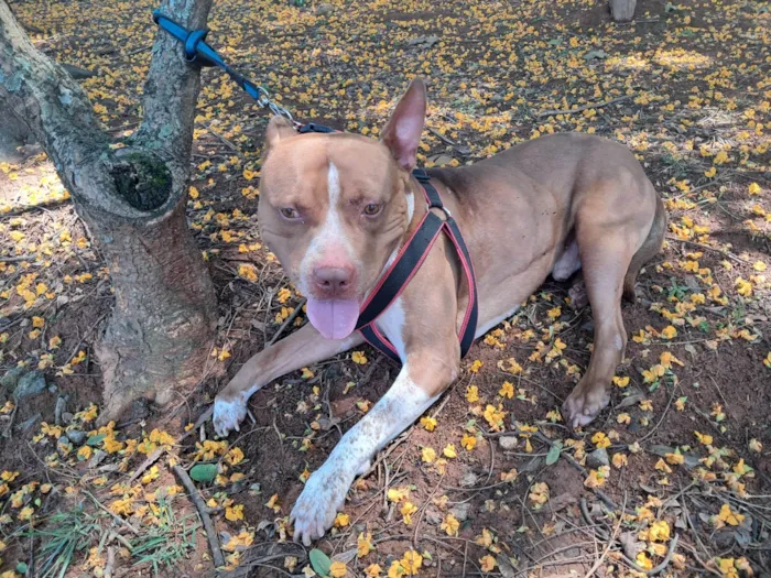 Cachorro ra a Pit-Bull idade 2 anos nome BRUCE