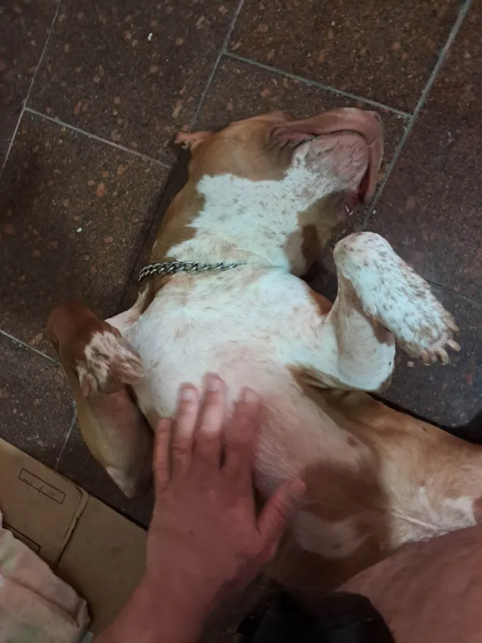 Cachorro ra a Pit-Bull idade 2 anos nome BRUCE