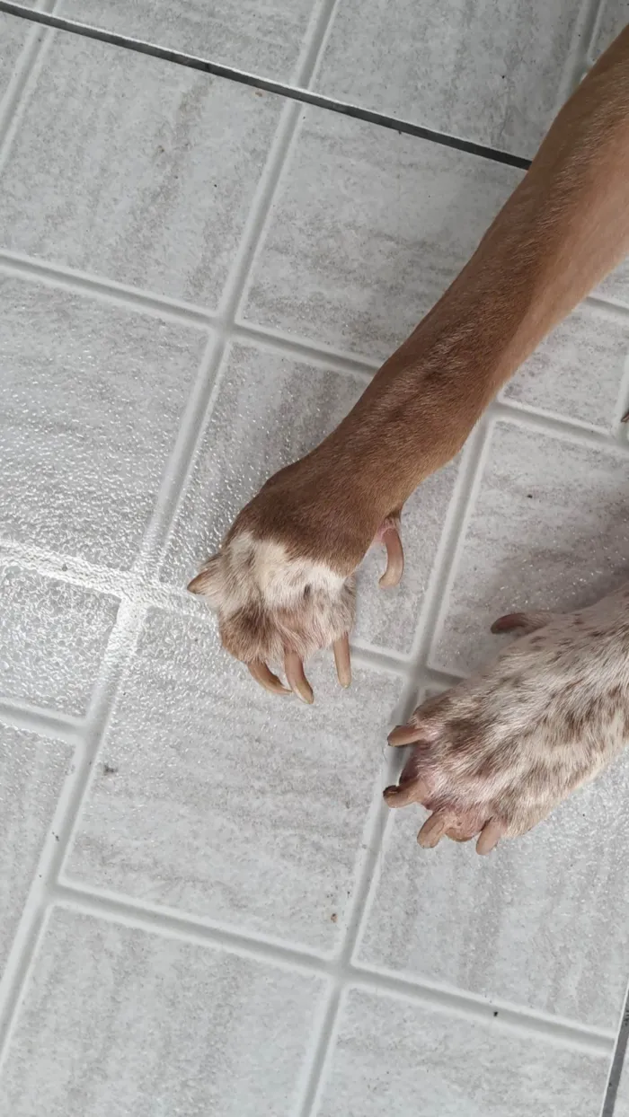 Cachorro ra a Pit-Bull idade 2 anos nome BRUCE