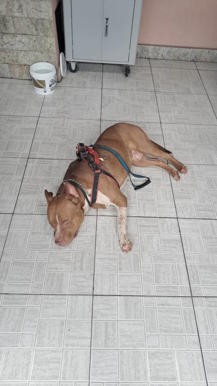 Cachorro ra a Pit-Bull idade 2 anos nome BRUCE