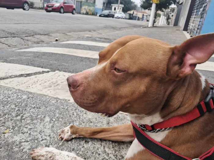 Cachorro ra a Pit-Bull idade 2 anos nome BRUCE