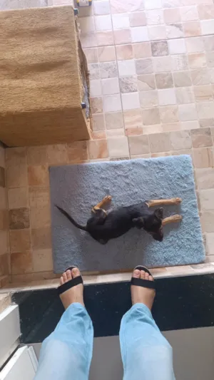 Cachorro raça SRD-ViraLata idade 2 a 6 meses nome Sem nome 