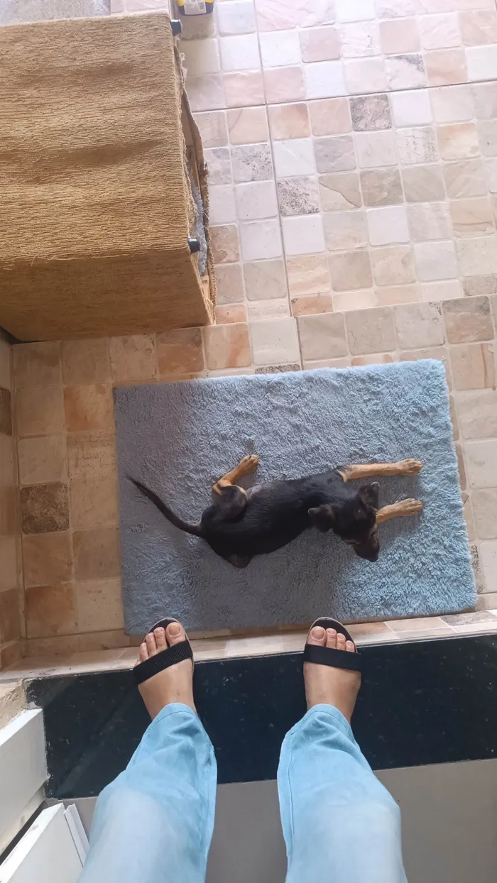 Cachorro ra a SRD-ViraLata idade 2 a 6 meses nome Sem nome 