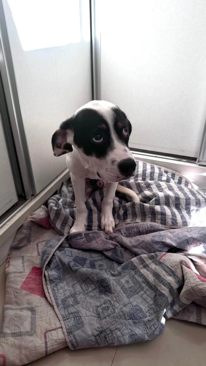 Cachorro ra a SRD-ViraLata idade 2 a 6 meses nome Sushi 