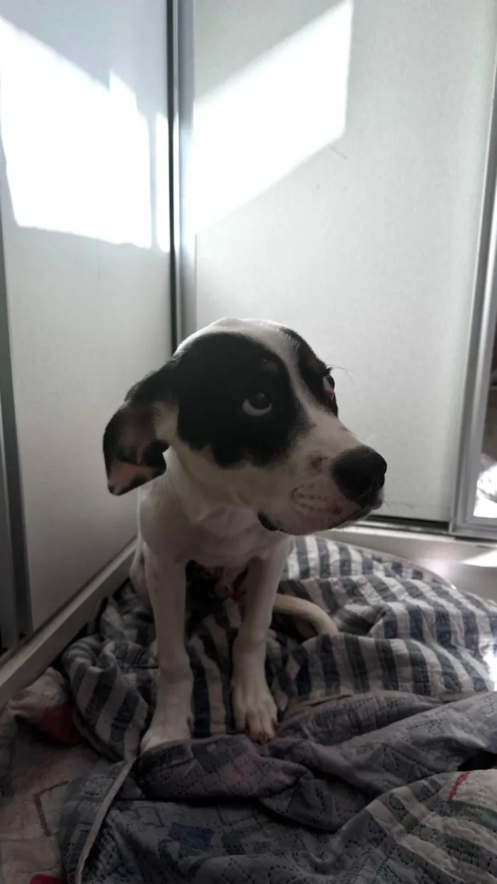 Cachorro ra a SRD-ViraLata idade 2 a 6 meses nome Sushi 