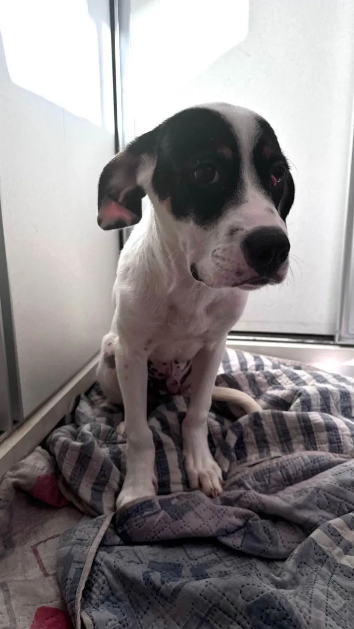 Cachorro ra a SRD-ViraLata idade 2 a 6 meses nome Sushi 