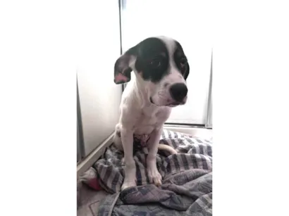 Cachorro raça SRD-ViraLata idade 2 a 6 meses nome Sushi 