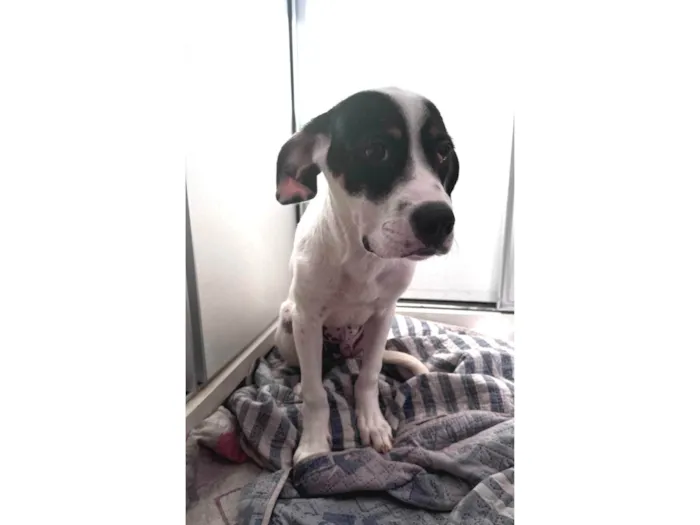 Cachorro ra a SRD-ViraLata idade 2 a 6 meses nome Sushi 