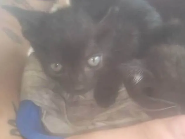 Gato ra a SRD-ViraLata idade Abaixo de 2 meses nome Sem nome 
