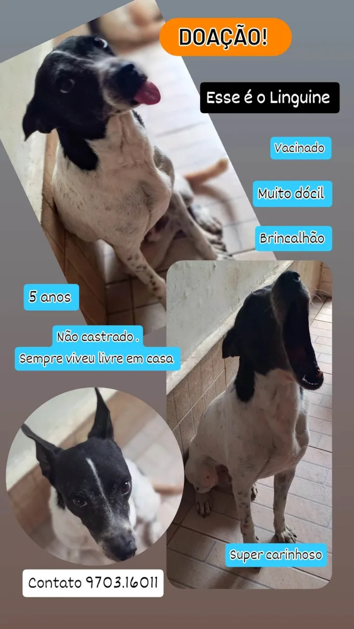 Cachorro ra a SRD-ViraLata idade 5 anos nome Linguine 