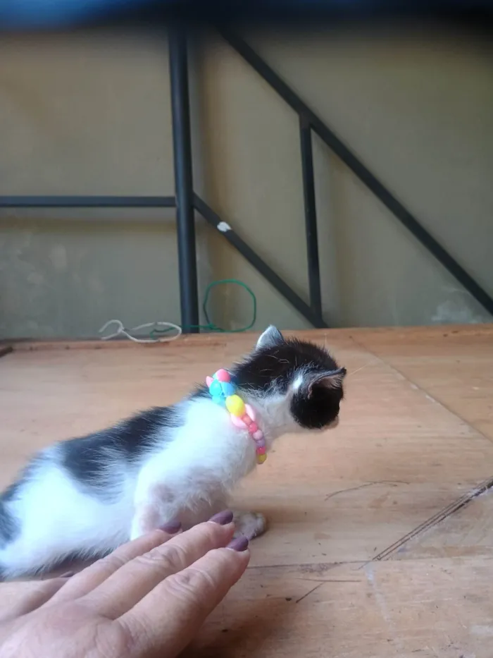 Gato ra a SRD-ViraLata idade 2 a 6 meses nome Malhada