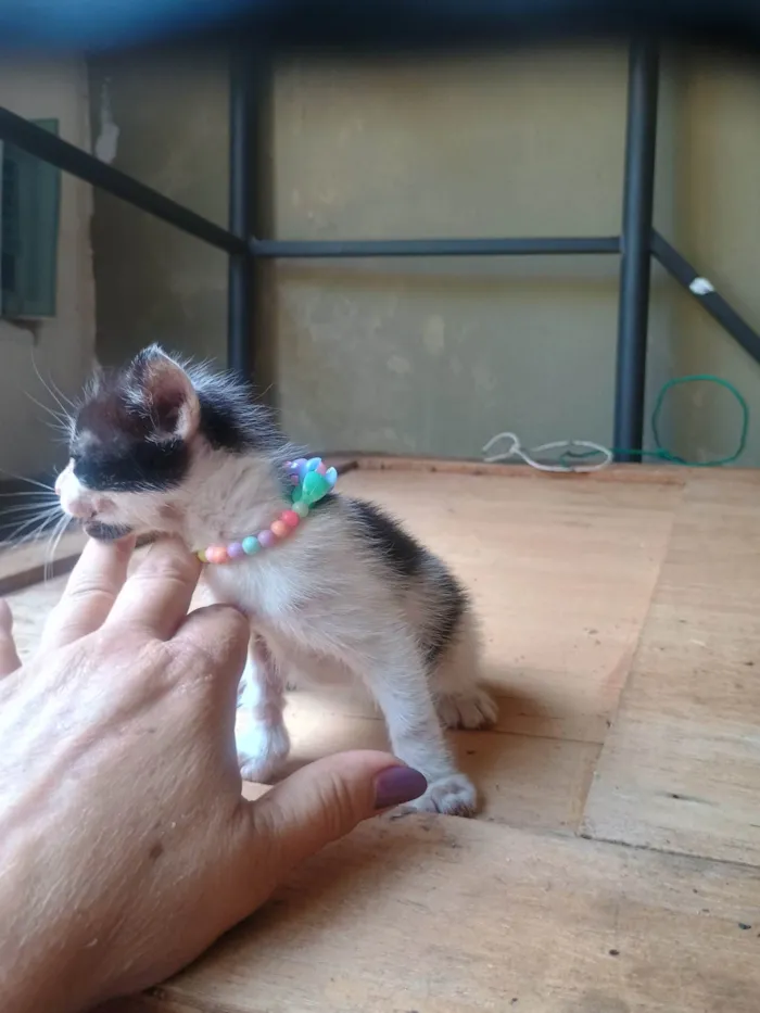 Gato ra a SRD-ViraLata idade 2 a 6 meses nome Malhada