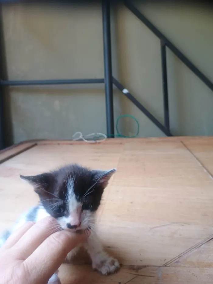 Gato ra a SRD-ViraLata idade 2 a 6 meses nome Malhada